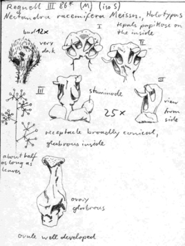 Vorschaubild Nectandra racemifera Meisn.